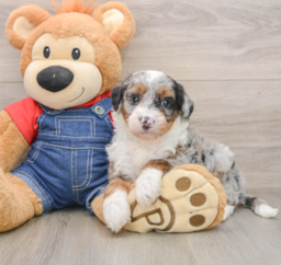 5 week old Mini Sheepadoodle Puppy For Sale - Pilesgrove Pups
