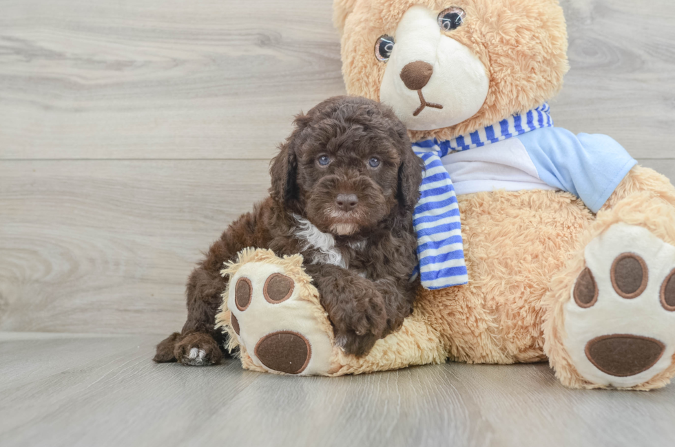 5 week old Mini Sheepadoodle Puppy For Sale - Pilesgrove Pups