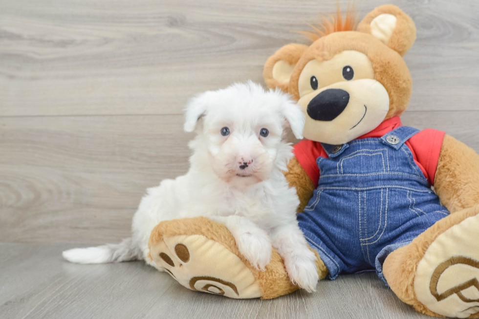 Friendly Mini Sheepadoodle Baby