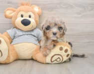 7 week old Mini Sheepadoodle Puppy For Sale - Pilesgrove Pups