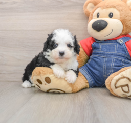 6 week old Mini Sheepadoodle Puppy For Sale - Pilesgrove Pups