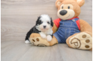 Sweet Mini Sheepadoodle Baby
