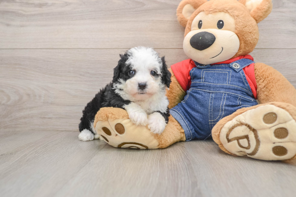 Sweet Mini Sheepadoodle Baby