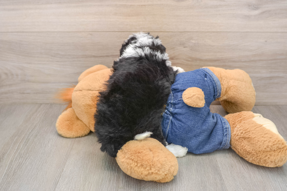 Mini Sheepadoodle Puppy for Adoption