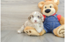 Best Mini Sheepadoodle Baby