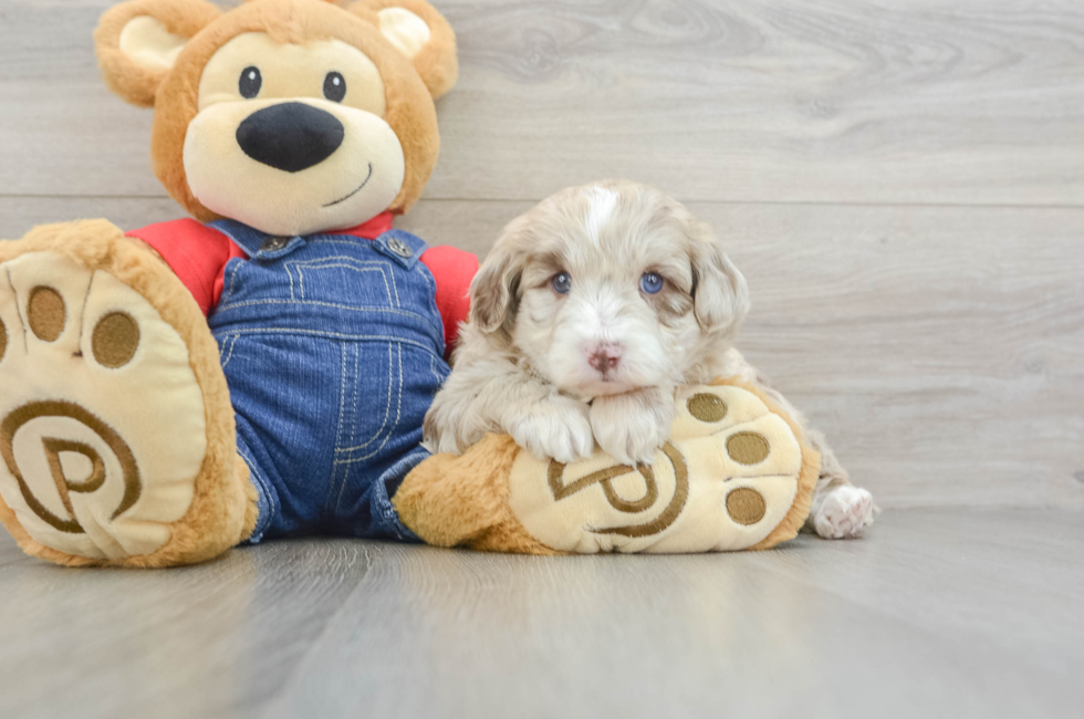 7 week old Mini Sheepadoodle Puppy For Sale - Pilesgrove Pups