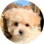 Morkie Puppy For Sale - Pilesgrove Pups Morkie Puppy For Sale - Pilesgrove Pups