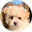 Morkie Puppies For Sale - Pilesgrove Pups Morkie Puppies For Sale - Pilesgrove Pups