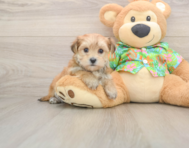6 week old Morkie Puppy For Sale - Pilesgrove Pups