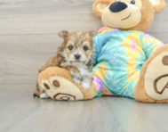 5 week old Morkie Puppy For Sale - Pilesgrove Pups