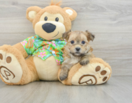 5 week old Morkie Puppy For Sale - Pilesgrove Pups