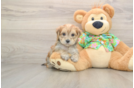 Hypoallergenic Yortese Designer Puppy
