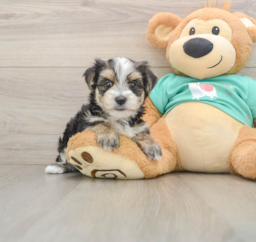 6 week old Morkie Puppy For Sale - Pilesgrove Pups