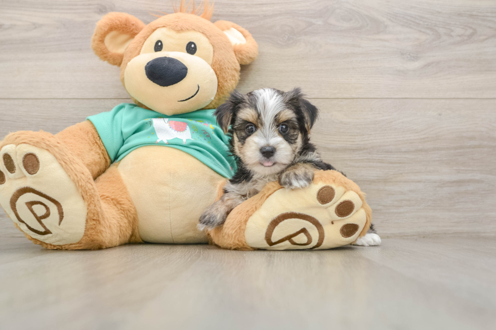 Adorable Yorkiemalt Designer Puppy