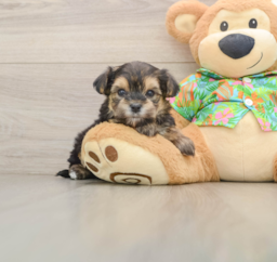 5 week old Morkie Puppy For Sale - Pilesgrove Pups
