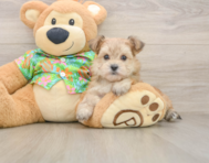 6 week old Morkie Puppy For Sale - Pilesgrove Pups