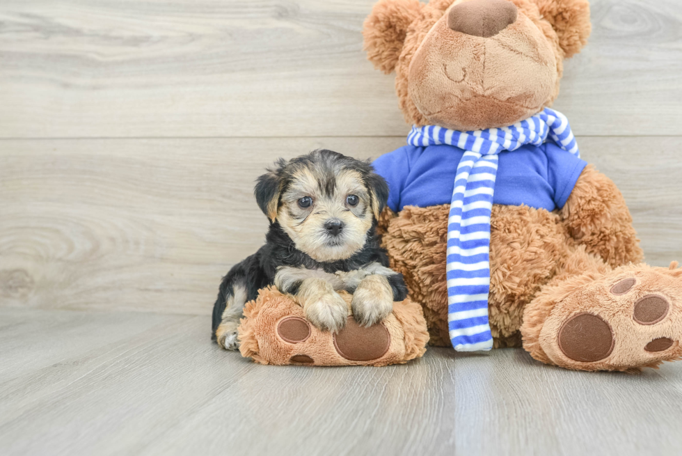 Morkie Pup Being Cute