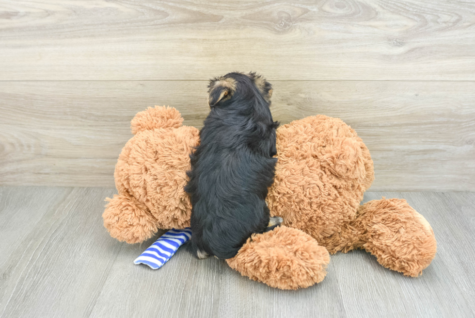 Friendly Morkie Baby