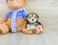 8 week old Morkie Puppy For Sale - Pilesgrove Pups