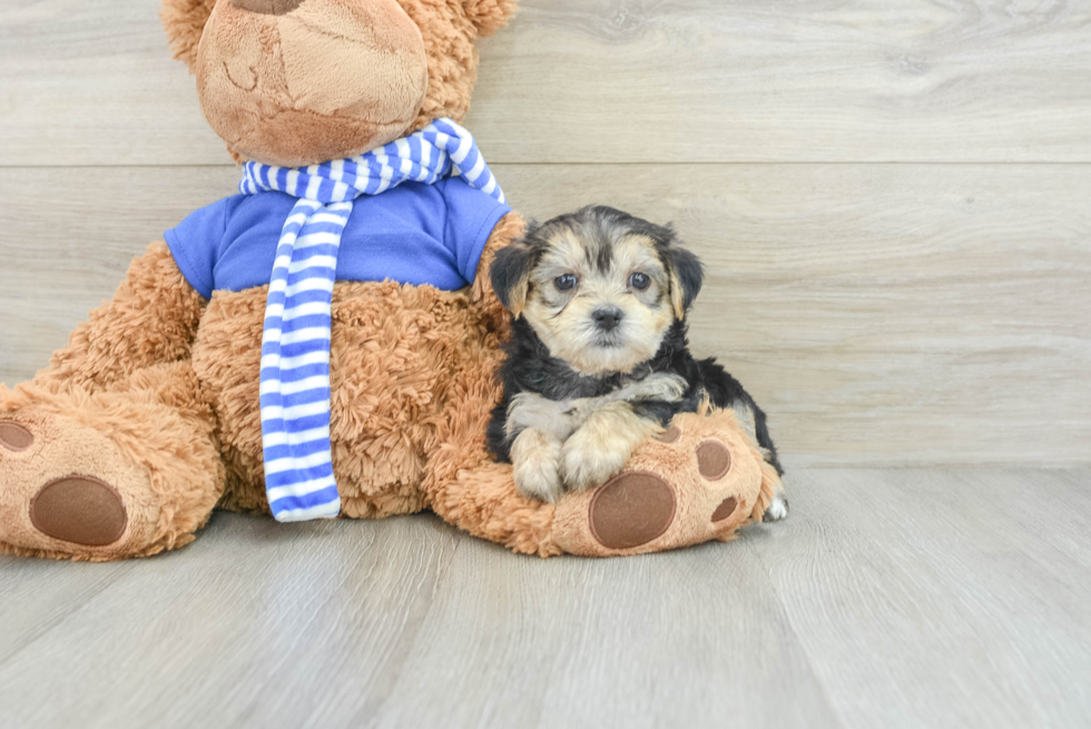 Morkie Pup Being Cute