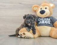 5 week old Morkie Puppy For Sale - Pilesgrove Pups