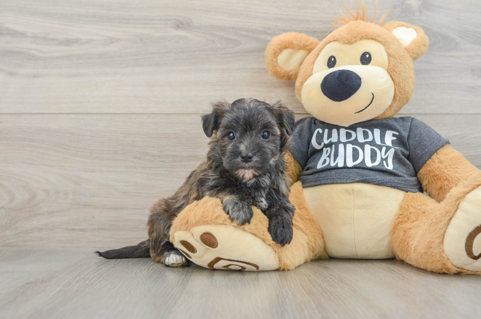 6 week old Morkie Puppy For Sale - Pilesgrove Pups