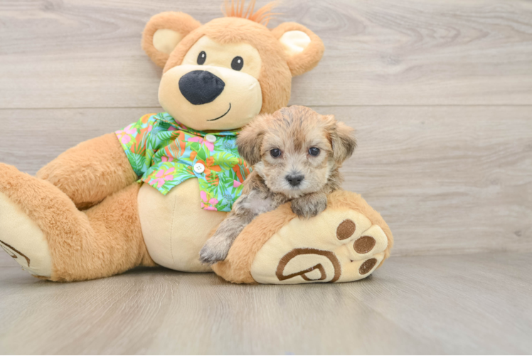 Sweet Morkie Baby