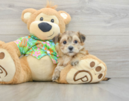 5 week old Morkie Puppy For Sale - Pilesgrove Pups