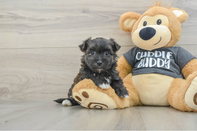 Best Morkie Baby