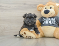 5 week old Morkie Puppy For Sale - Pilesgrove Pups