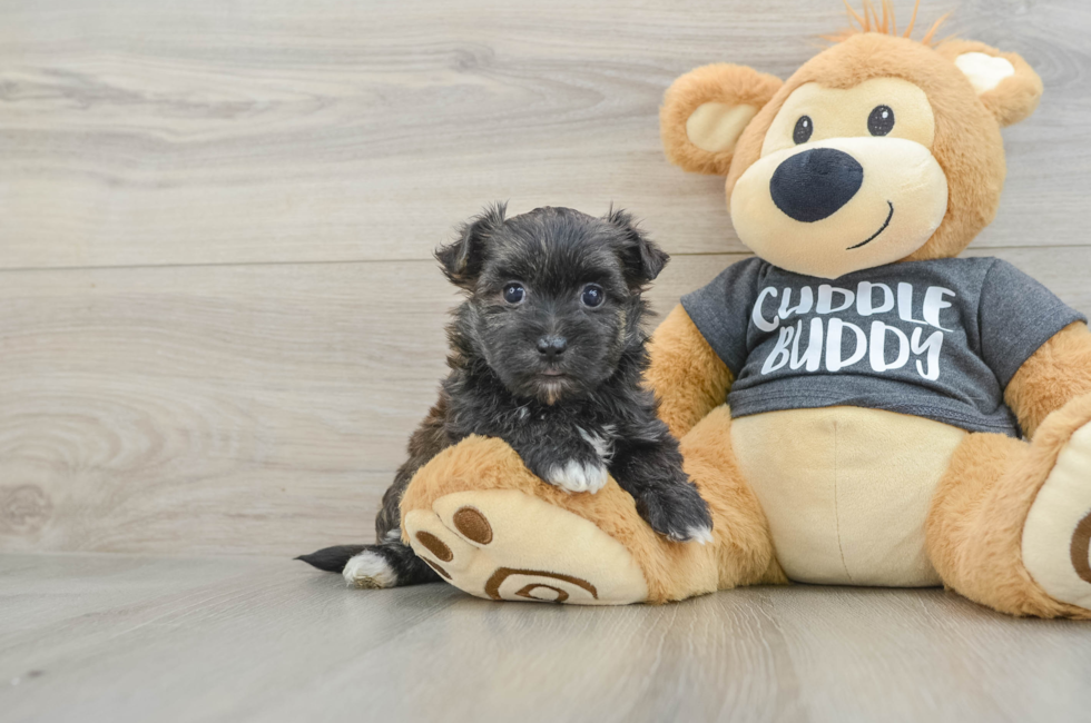 6 week old Morkie Puppy For Sale - Pilesgrove Pups
