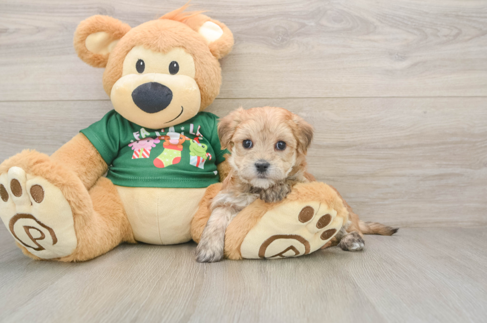 6 week old Morkie Puppy For Sale - Pilesgrove Pups