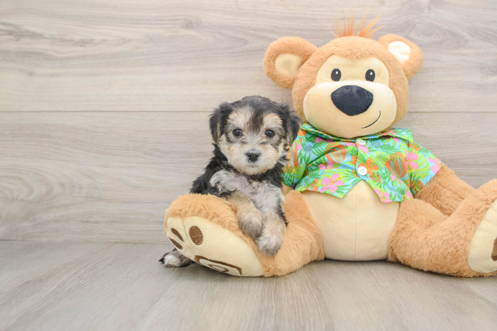 Best Morkie Baby