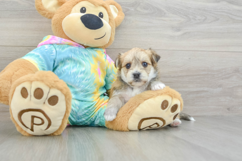 Adorable Maltese Yorkie Mix Designer Puppy