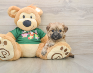 5 week old Morkie Puppy For Sale - Pilesgrove Pups