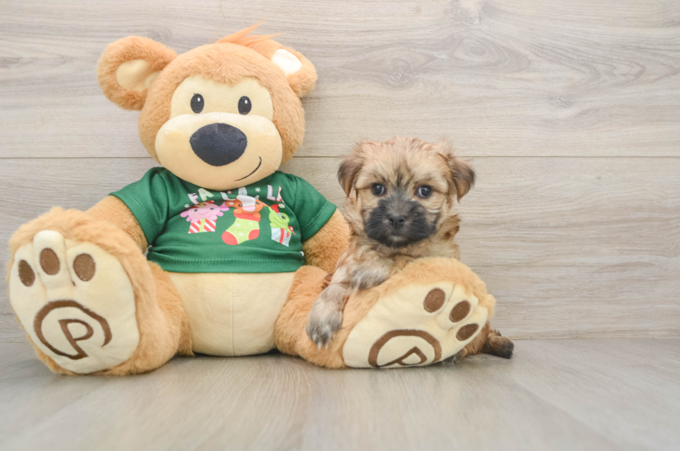 6 week old Morkie Puppy For Sale - Pilesgrove Pups