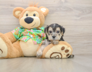 8 week old Morkie Puppy For Sale - Pilesgrove Pups