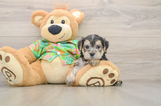 Sweet Morkie Baby