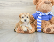 7 week old Morkie Puppy For Sale - Pilesgrove Pups