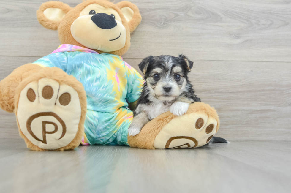 6 week old Morkie Puppy For Sale - Pilesgrove Pups