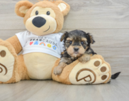 5 week old Morkie Puppy For Sale - Pilesgrove Pups