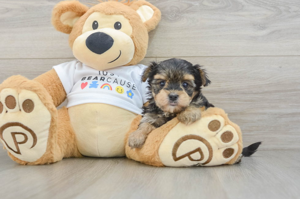 6 week old Morkie Puppy For Sale - Pilesgrove Pups