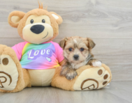 6 week old Morkie Puppy For Sale - Pilesgrove Pups