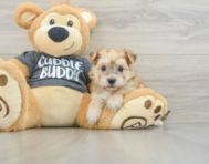 5 week old Morkie Puppy For Sale - Pilesgrove Pups
