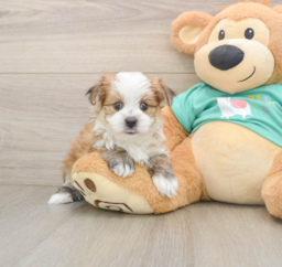 6 week old Morkie Puppy For Sale - Pilesgrove Pups