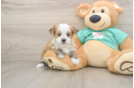 Morkie Pup Being Cute