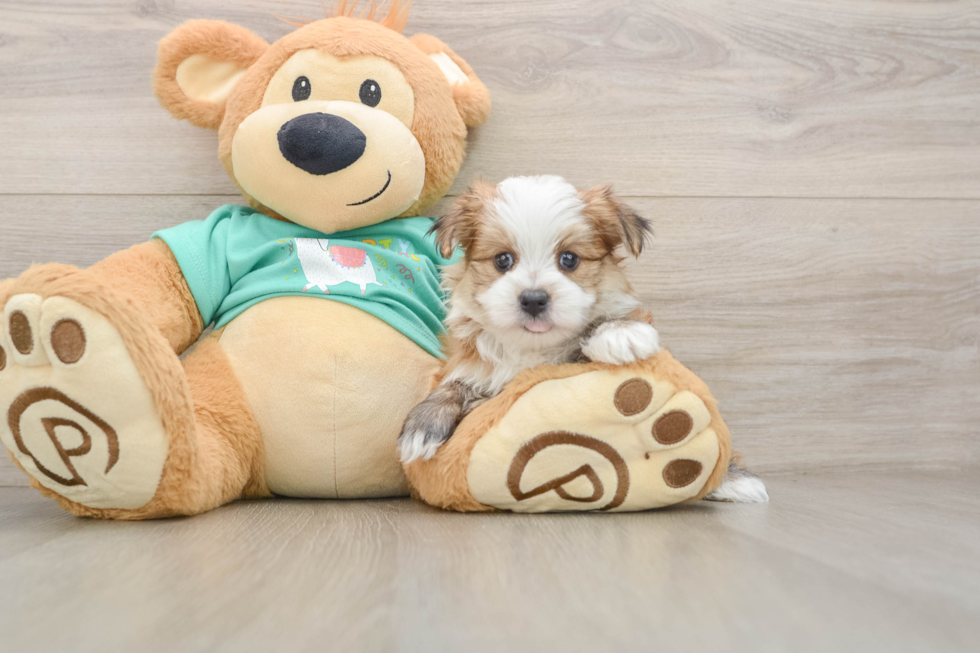 Morkie Pup Being Cute