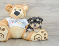 5 week old Morkie Puppy For Sale - Pilesgrove Pups