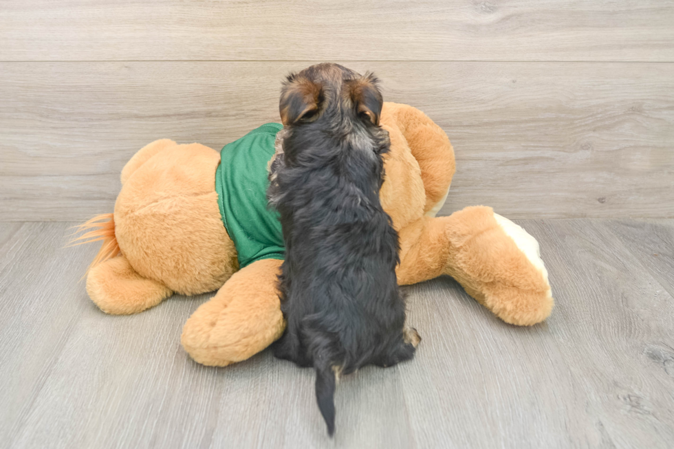 Hypoallergenic Yorkiemalt Designer Puppy