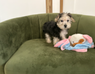 10 week old Morkie Puppy For Sale - Pilesgrove Pups
